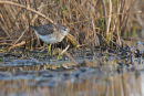 Wood Sandpiper, Werribee