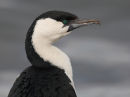 Black faced Cormorant, Portland Harbour