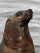 Australian Fur Seal, Portland Harbour