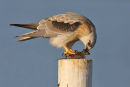 Black shouldered Kite, Werribee