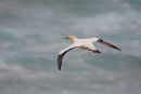 Australian Gannet, Point Danger