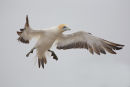 Australian Gannet, Point Danger