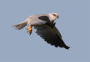 Black-shouldered Kite, Werribee