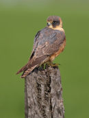 Australian Hobby, Kotta