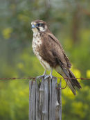 Brown Falcon, Kotta