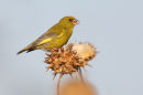 European Greenfinch, Werribee