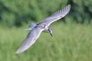 White winged Black Tern, Werribee
