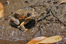Southern Banjo Frog, Anakie Gorge