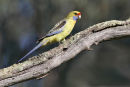 Crimson Rosella, Moama (NSW)