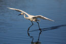 Little Egret, Altona