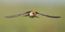 Fairy Martin, Werribee