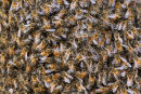 European Honey Bees, Werribee
