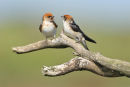 Fairy Martins, Werribee