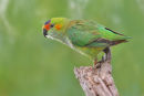 Purple crowned Lorikeet, Werribee