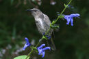 Crescent Honeyeater, Mallacoota