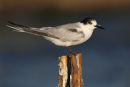 Common Tern, Point Wilson