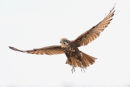 Brown Falcon, Point Wilson