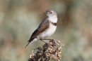 White fronted Chat, Werribee
