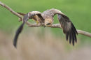 Black Kite, Werribee