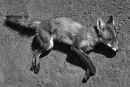 Red Fox, Werribee