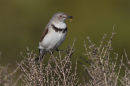 White fronted Chat, Werribee