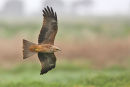 Black Kite, Werribee