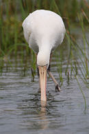 Yellow-billed Spoonbill, Point Wilson