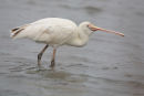 Yellow billed Spoonbill, Werribee