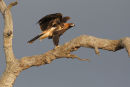 Wedge tailed Eagle, Little River