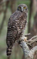 Powerful Owl, Warrandyte