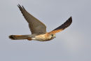 Nankeen Kestrel, Little River