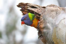 Rainbow Lorikeet, Werribee