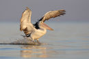 Australian Pelican, Werribee