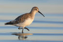 Curlew Sandpiper, Werribee