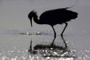 White-faced Heron, Williamstown