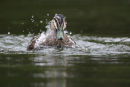 Pacific Black Duck, Werribee