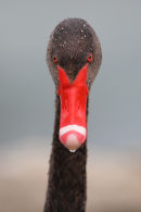 Black Swan, Newport Lakes