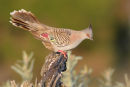 Crested Pigeon, Werribee