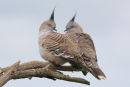 Crested Pigeons, Werribee