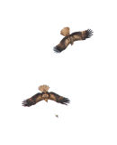 Whistling Kites, Werribee