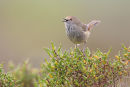 Brown Thornbill, Werribee