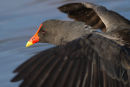 Dusky Moorhen, Melbourne Botanic Gardens