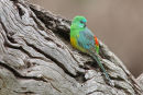 Red rumped Parrot, Little River