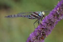 Blue spotted Hawker, Geelong Botanic Gardens