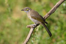 Yellow faced Honeyeater, You Yangs Regional park
