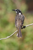 New Holland Honeyeater, You Yangs Regional Park
