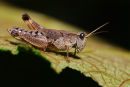 Wingless Grasshopper, Geelong Botanic Garden