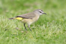 Yellow-rumped Thornbill, Point Cook