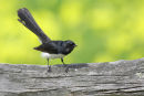 Willie Wagtail, Point Cook