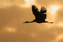 Brolga, Point Wilson
